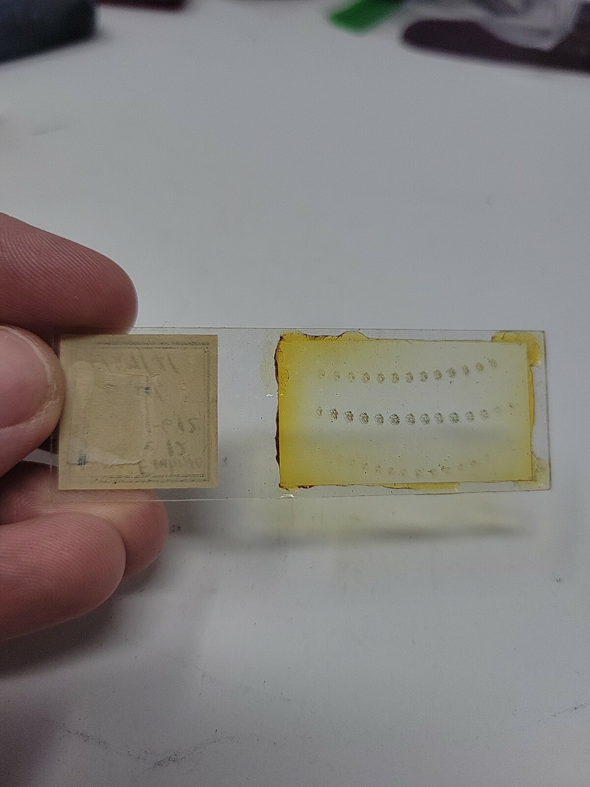Vintage Microscope Slide 1941