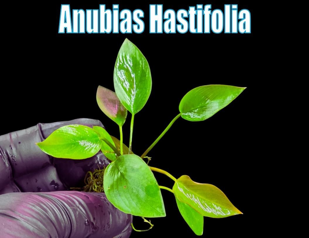 Anubias Hastifolia Plant Betta aquarium plants aquatic plants shrimp aquascape