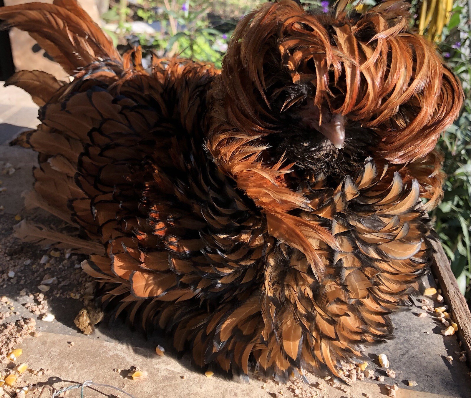 Several Varieties polish frizzle hatching eggs 15+ NPIP
