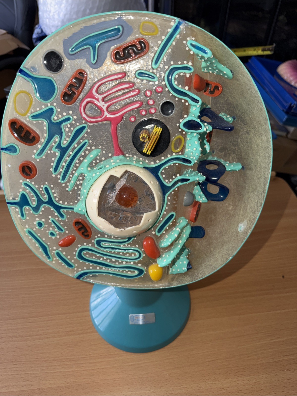 Staco Model Science Teaching Aid Made In USA Of A Cell