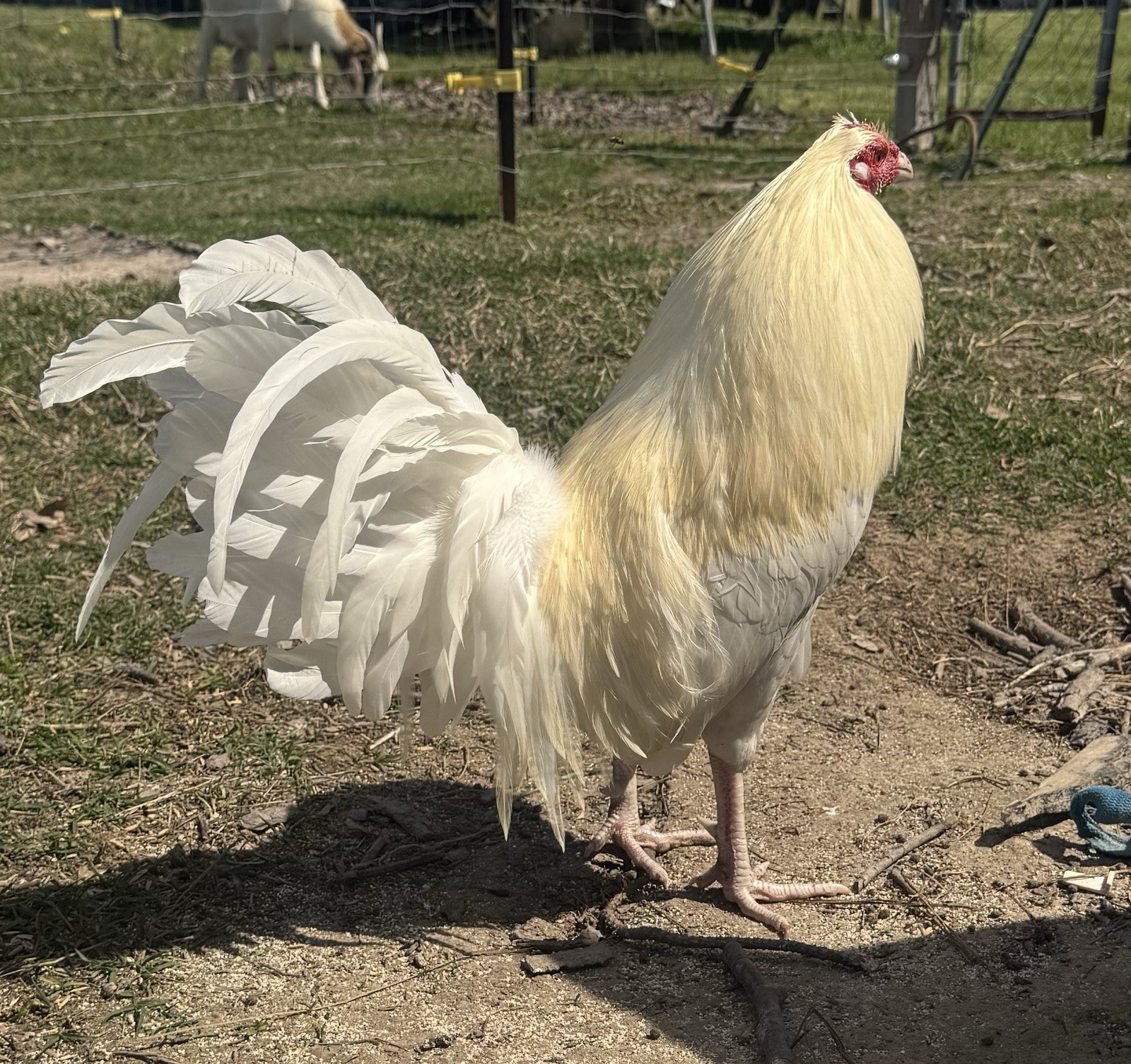 chicken hatching egg