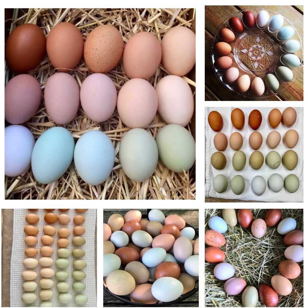 12+ Chicken Hatching Eggs Ameraucana, Easter/Olive Egger, Faverolles, Marans
