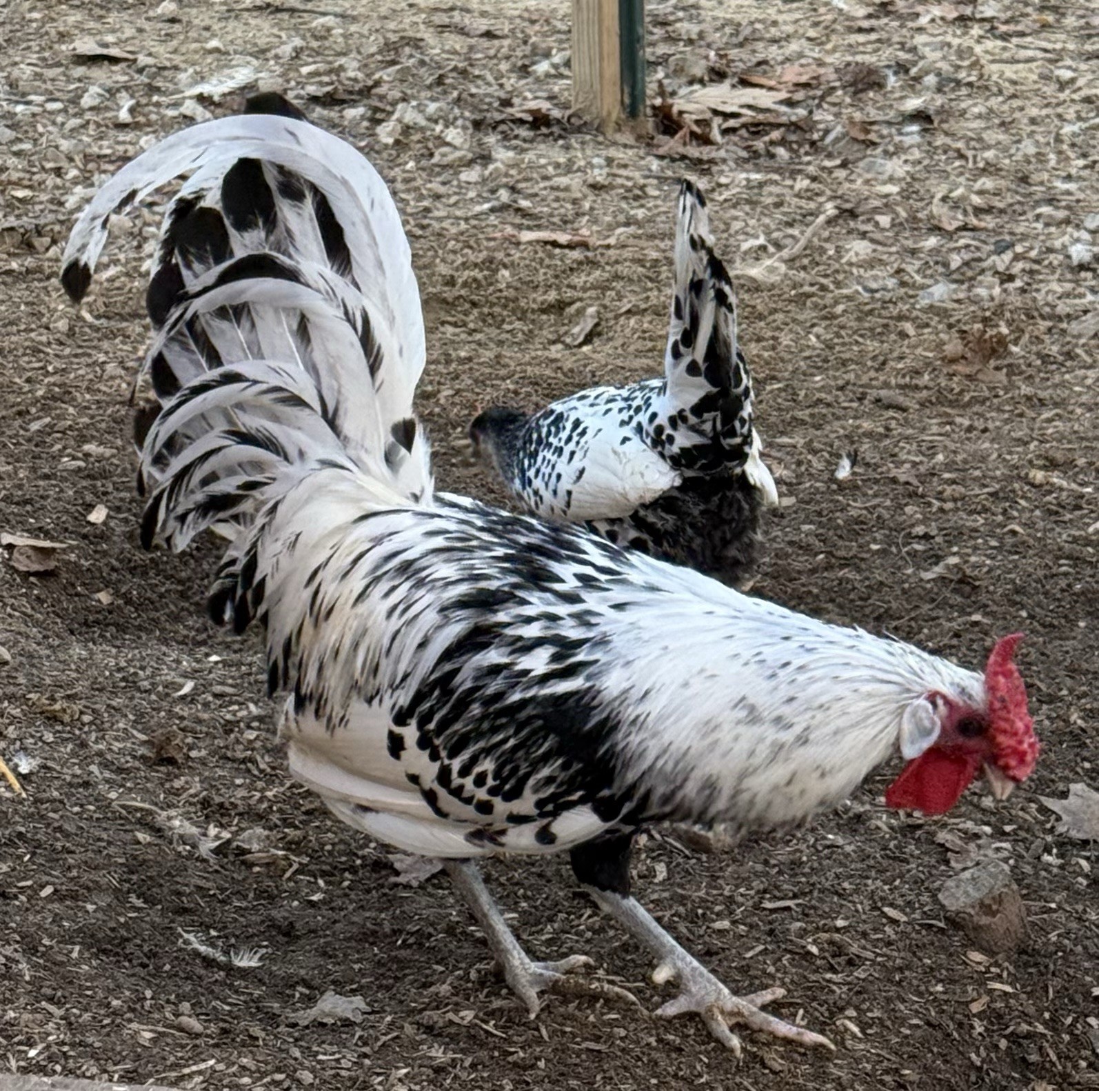 Silver spangled Hamburg Chicken Fertile Eggs