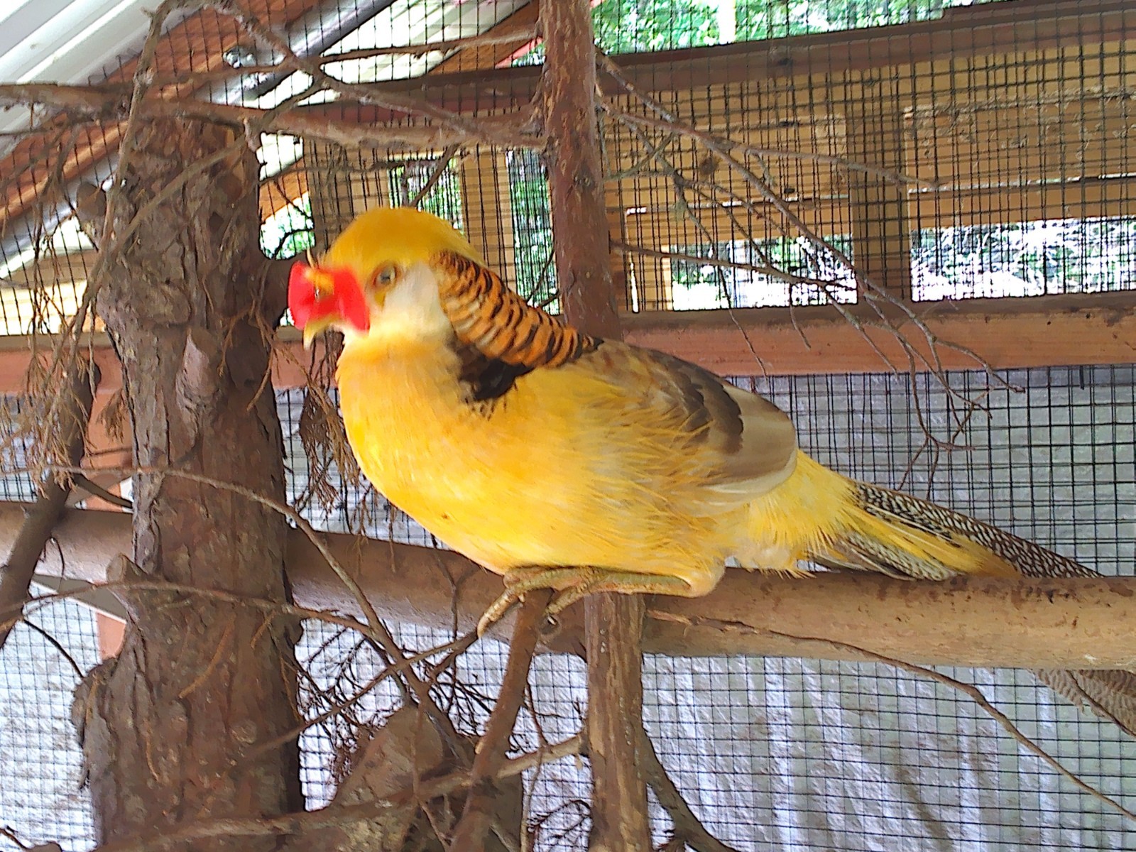 YELLOW GOLDEN Pheasant Hatching eggs Mature Flock Fertility Verified 6+ Eggs