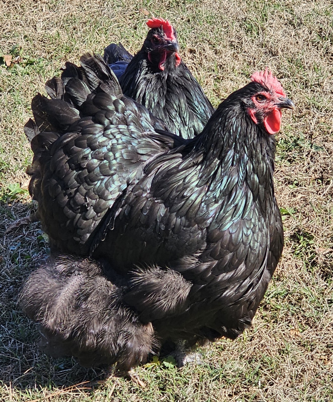8+  English Black  Orpington Hatching Eggs