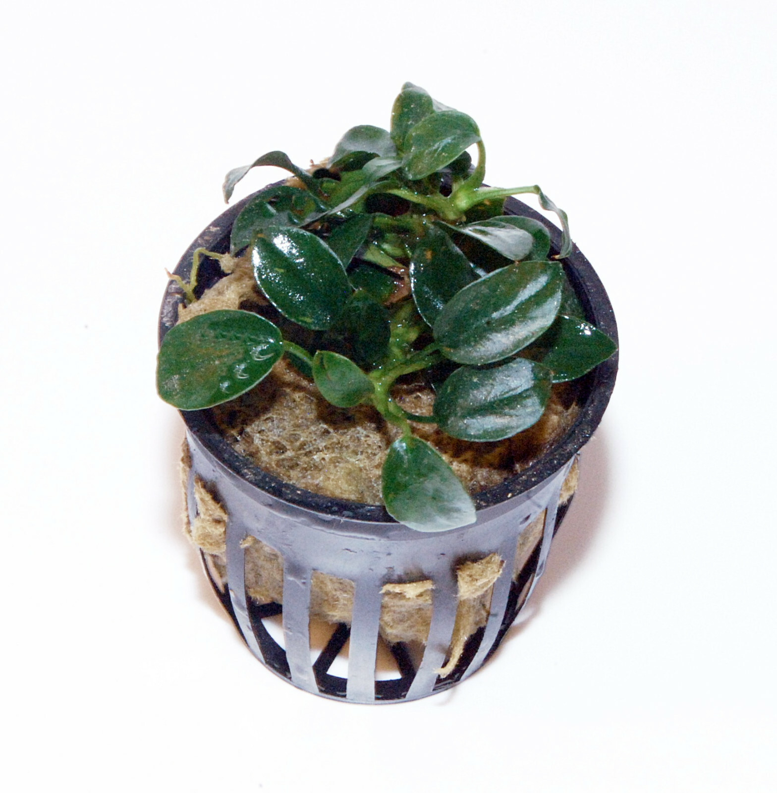 ANUBIAS NANA PETITE IN POT -Freshwater Aquatic Live Plants Super Price!!!!!!!