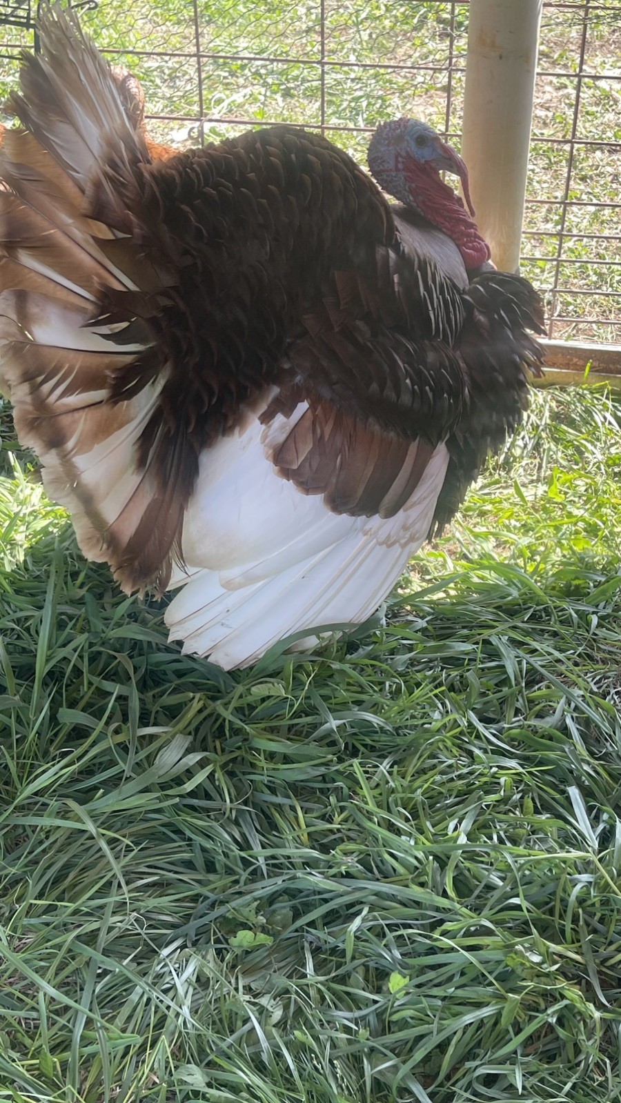 6+ Organically Raised Pure Red Bourbon Turkey Hatching Eggs