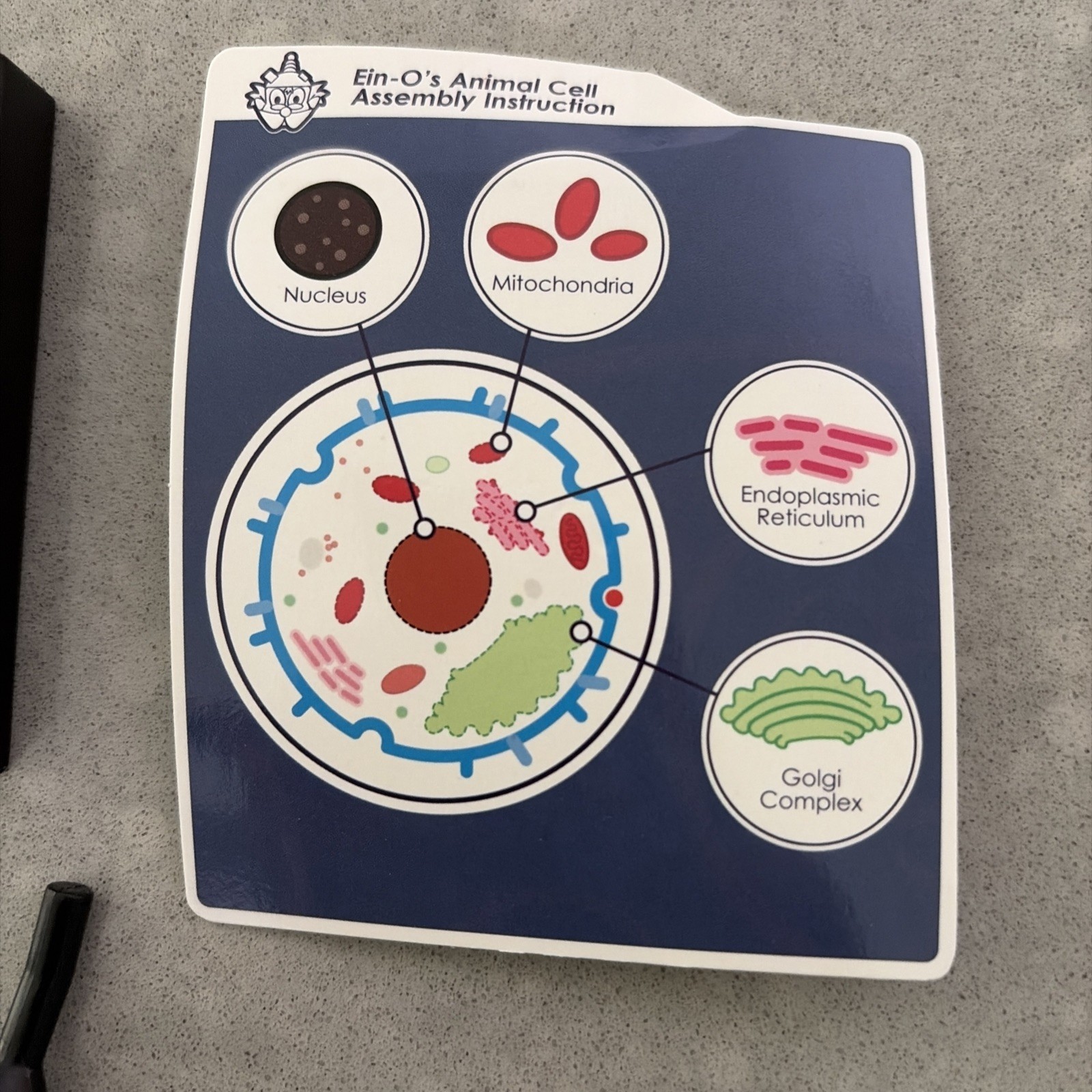 Ein-O Science BioSigns Animal Cell
