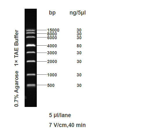 FY 15000 DNA Marker