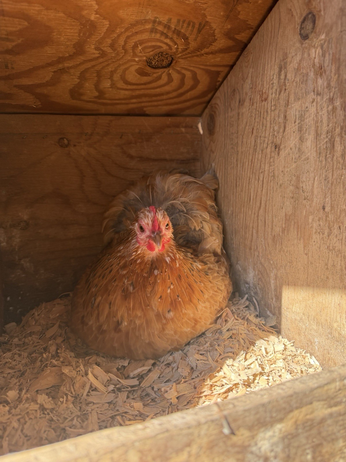 Bantam Cochin Hatching Eggs