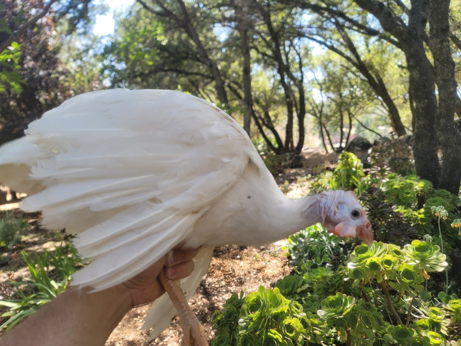 3 Fresh Fertile GUINEA FOWL Hatching Eggs