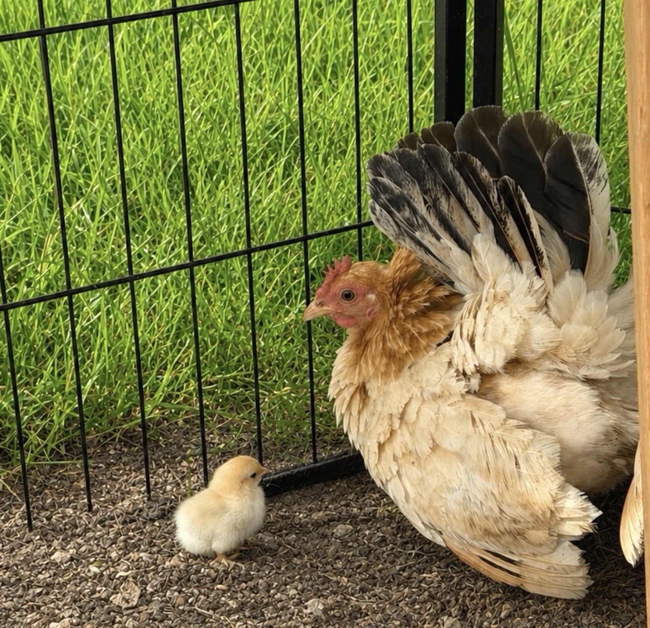 Hens choice- assorted bantam hatching eggs