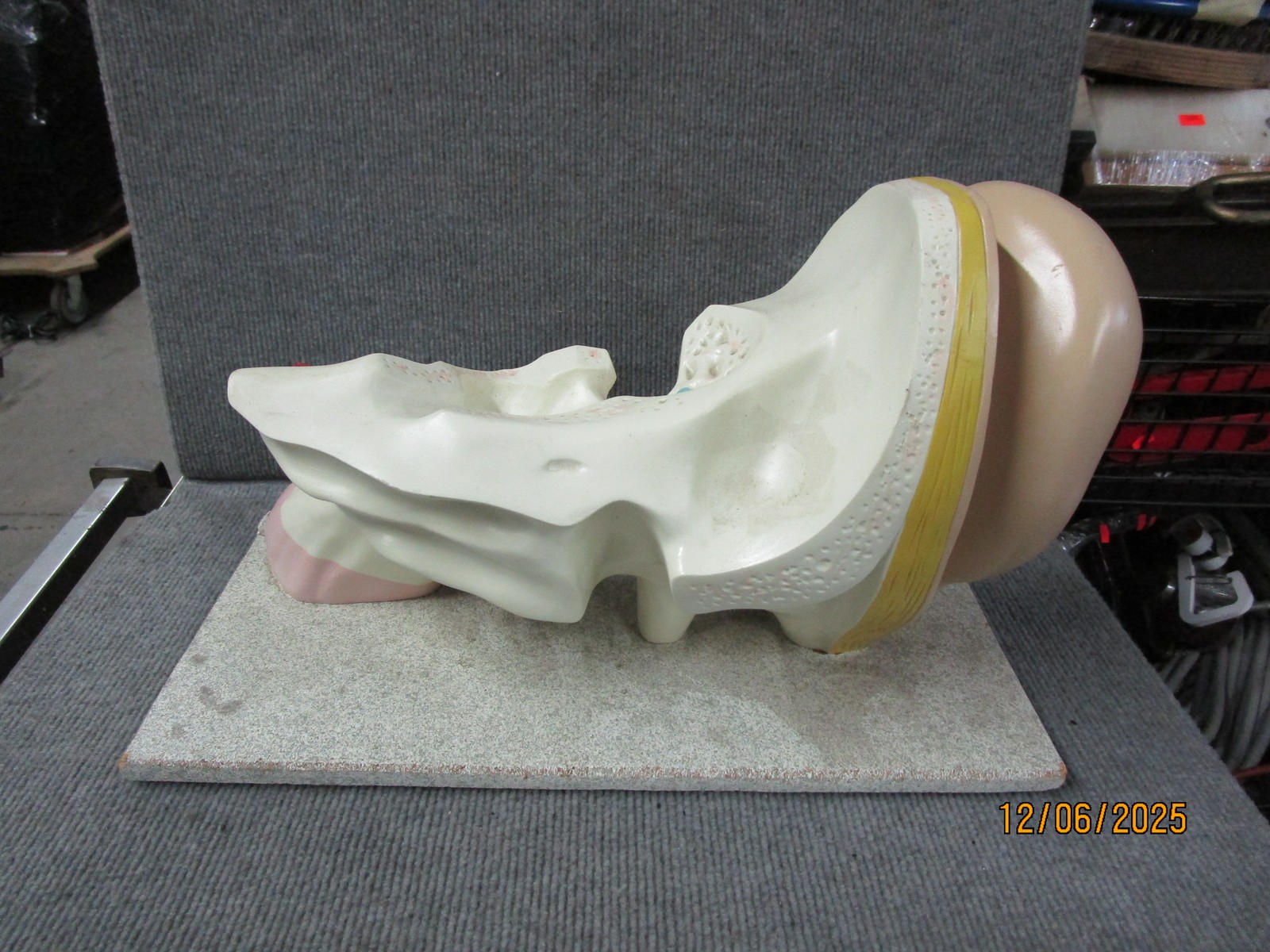 Vintage Nystrom Large Ear Teaching Model