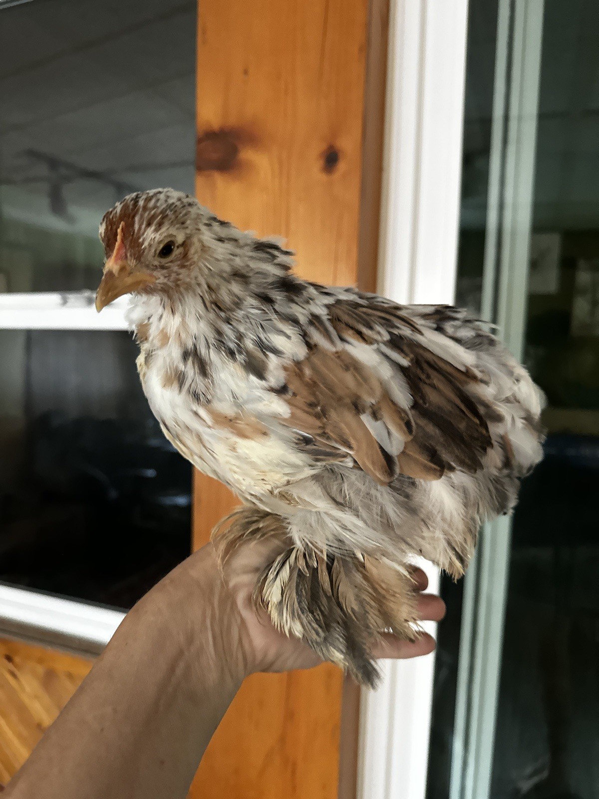 6+ Bantam Cochin Hatching Eggs, Calico, Frizzle, Splash
