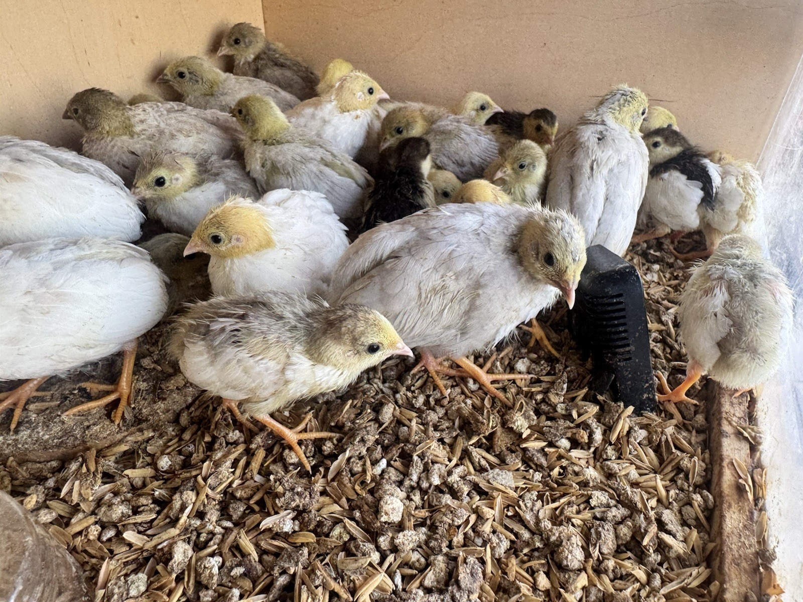 24 Button Quail Hatching Eggs, Multiple Colors