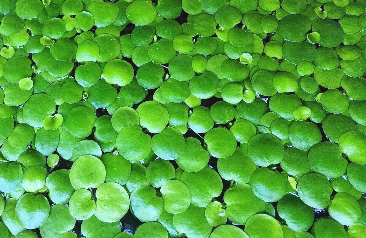 Amazon Frogbit/ Floating Plant (20+Plants/80+Leaves)