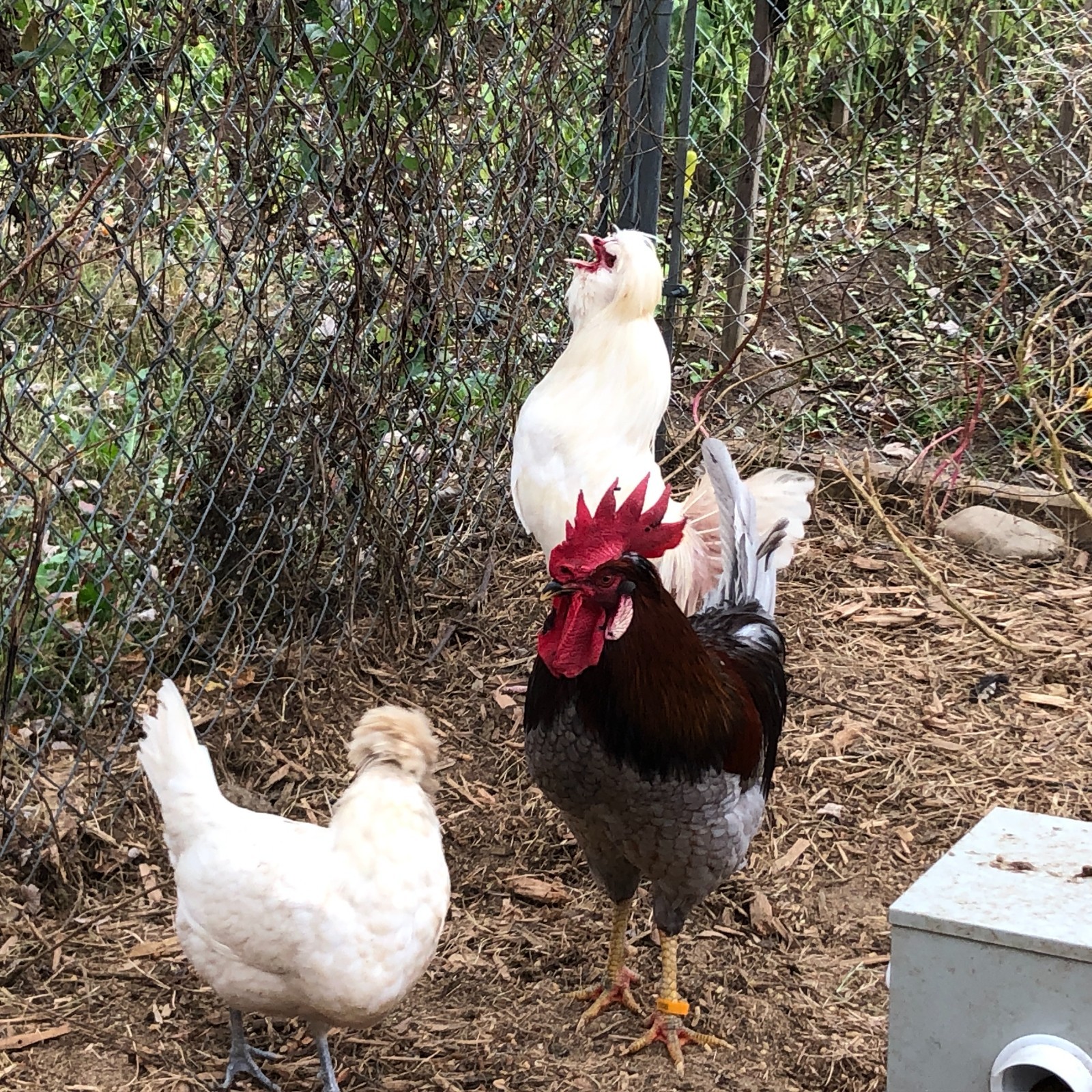 11+ Fertile Chicken Hatching Eggs BarnyardMix/Crested/Easter/Rare Breed Possible