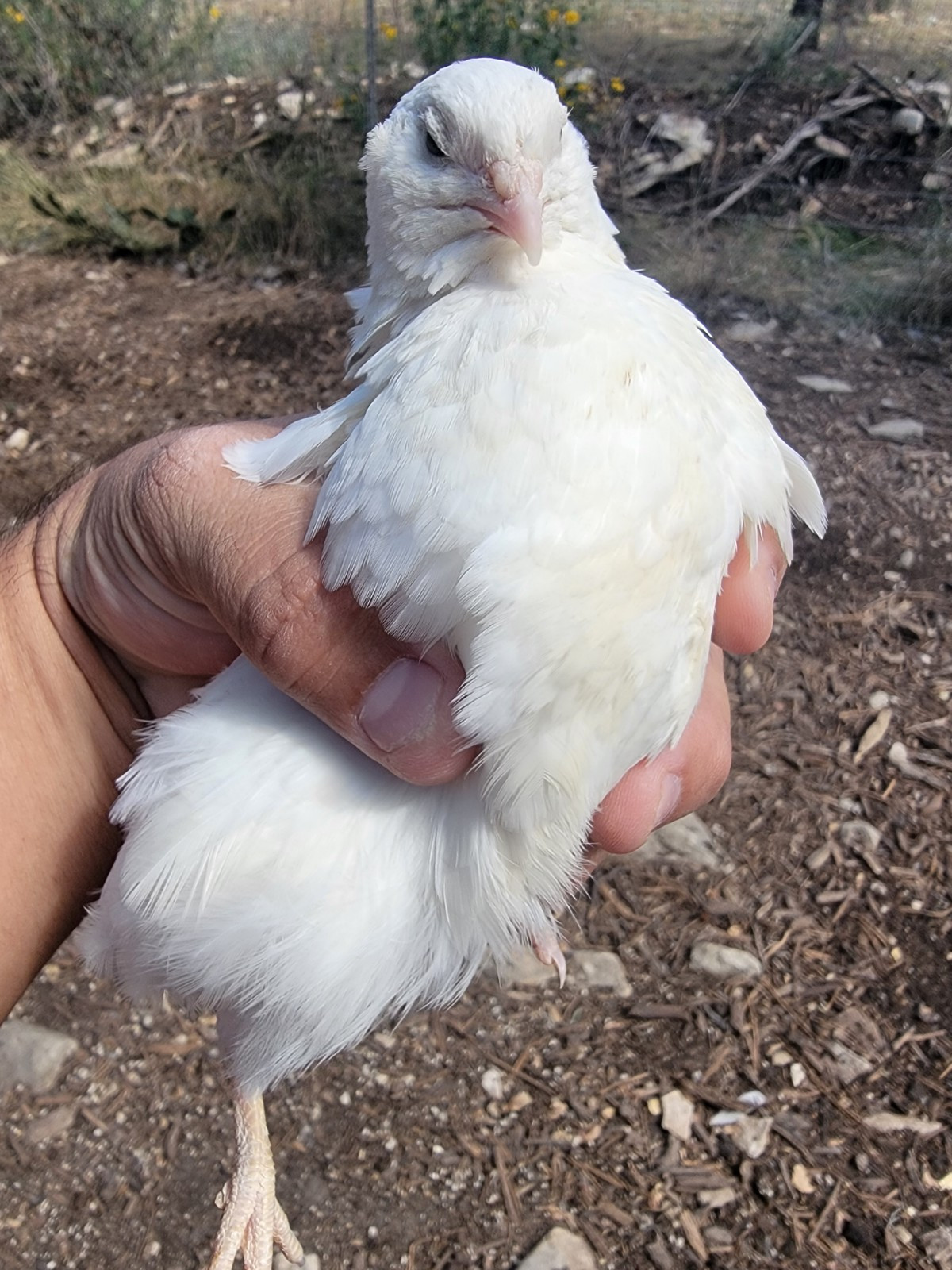 40+ - Celadon Quail hatching eggs - TRUE BLUE - Beautiful!!