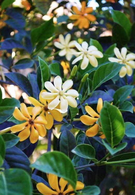 FRAGRANT LIVE PLANT 3ft Gold Yellow Gardenia Tubifera