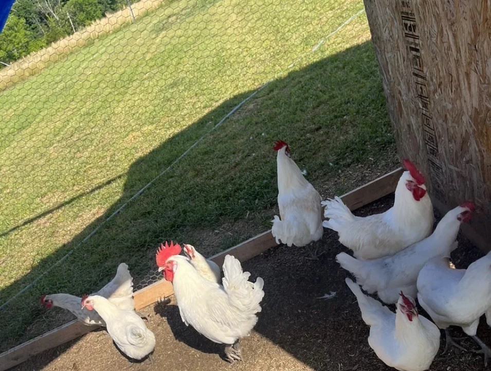 6+ American Bresse FRESH & FERTILE Hatching Eggs
