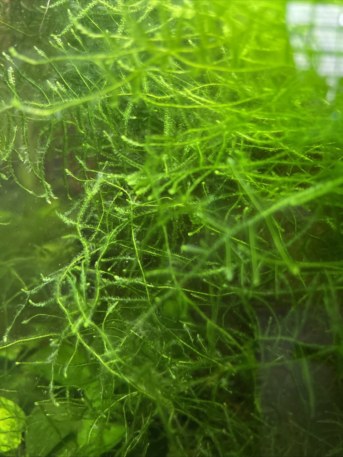 Java moss live aquarium Plant , 4*3 in ,