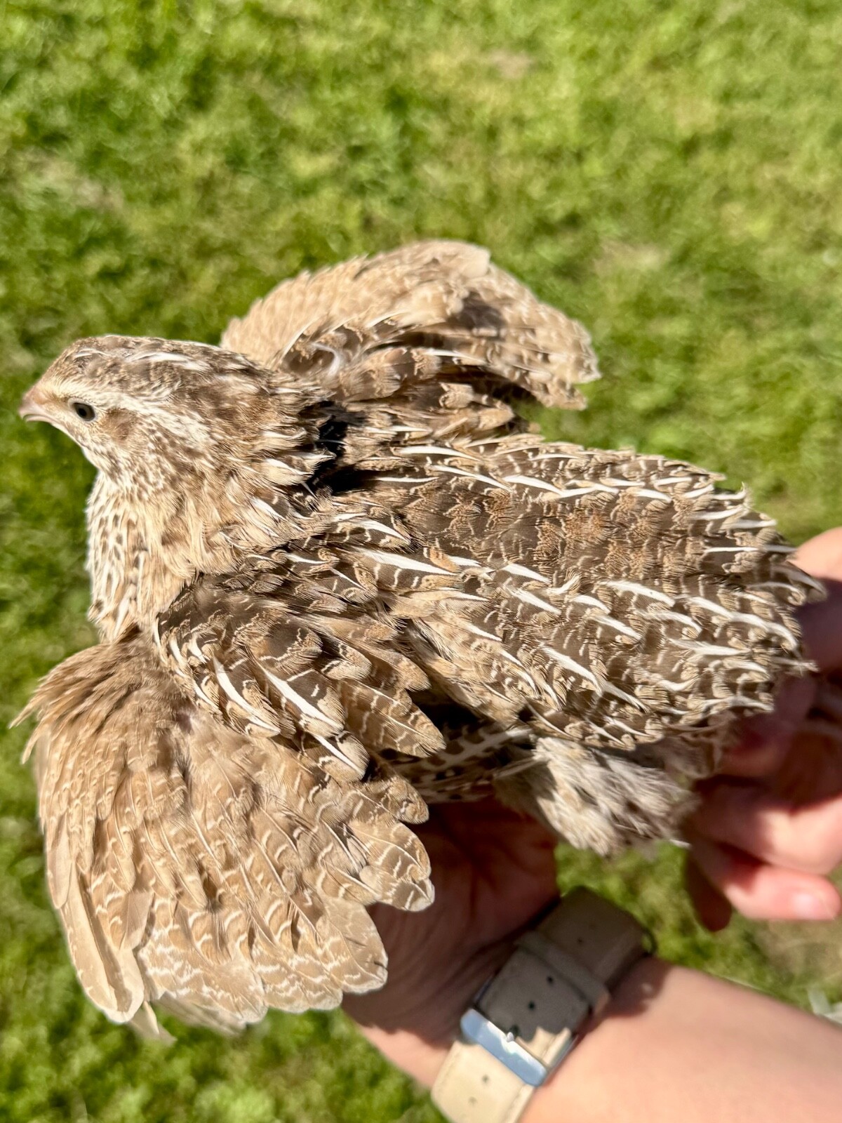 50+ RARE COLORS Coturnix Quail Hatching Eggs NPIP AI Free