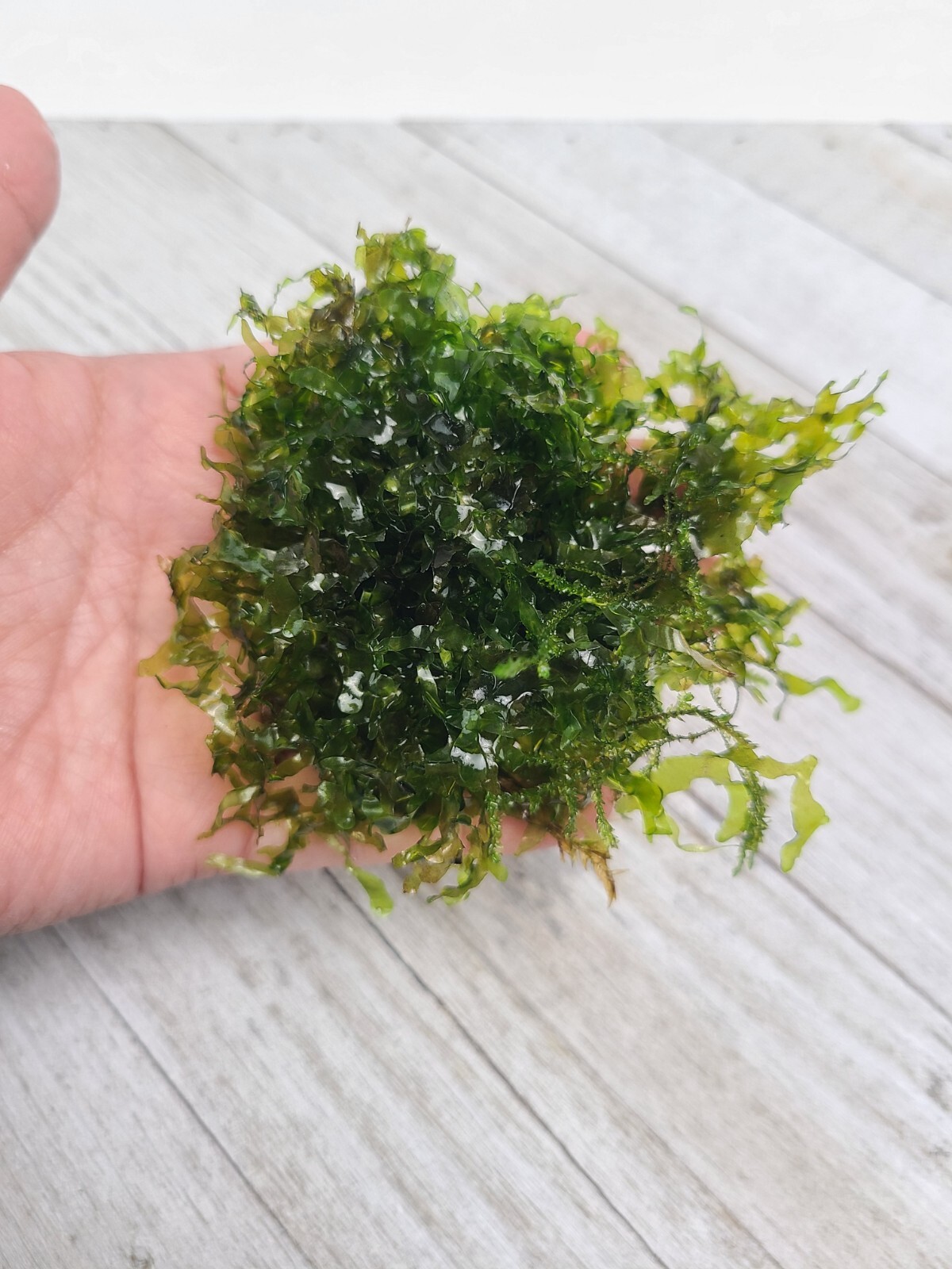 Subwassertang Round Pellia Moss Live Aquarium Plant (Best Value 100%)