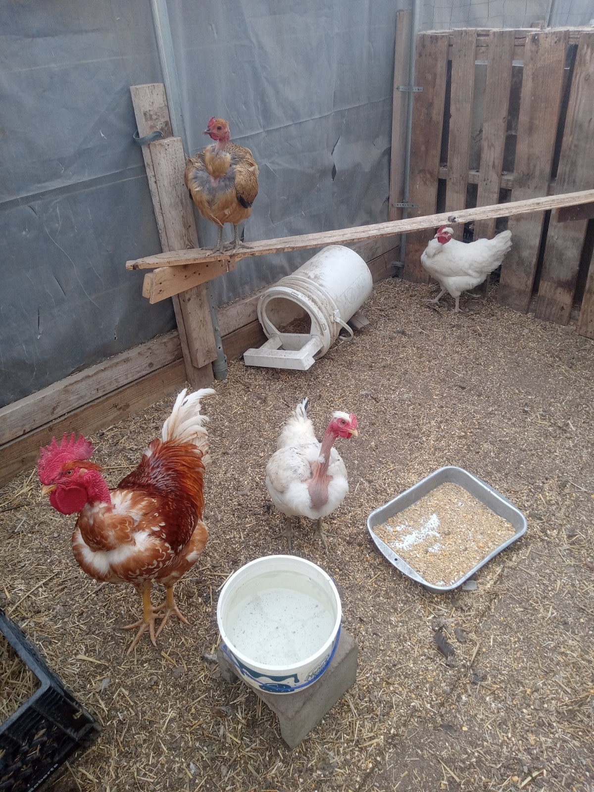 6+ Turken (Naked Neck) Fertile Hatching Eggs