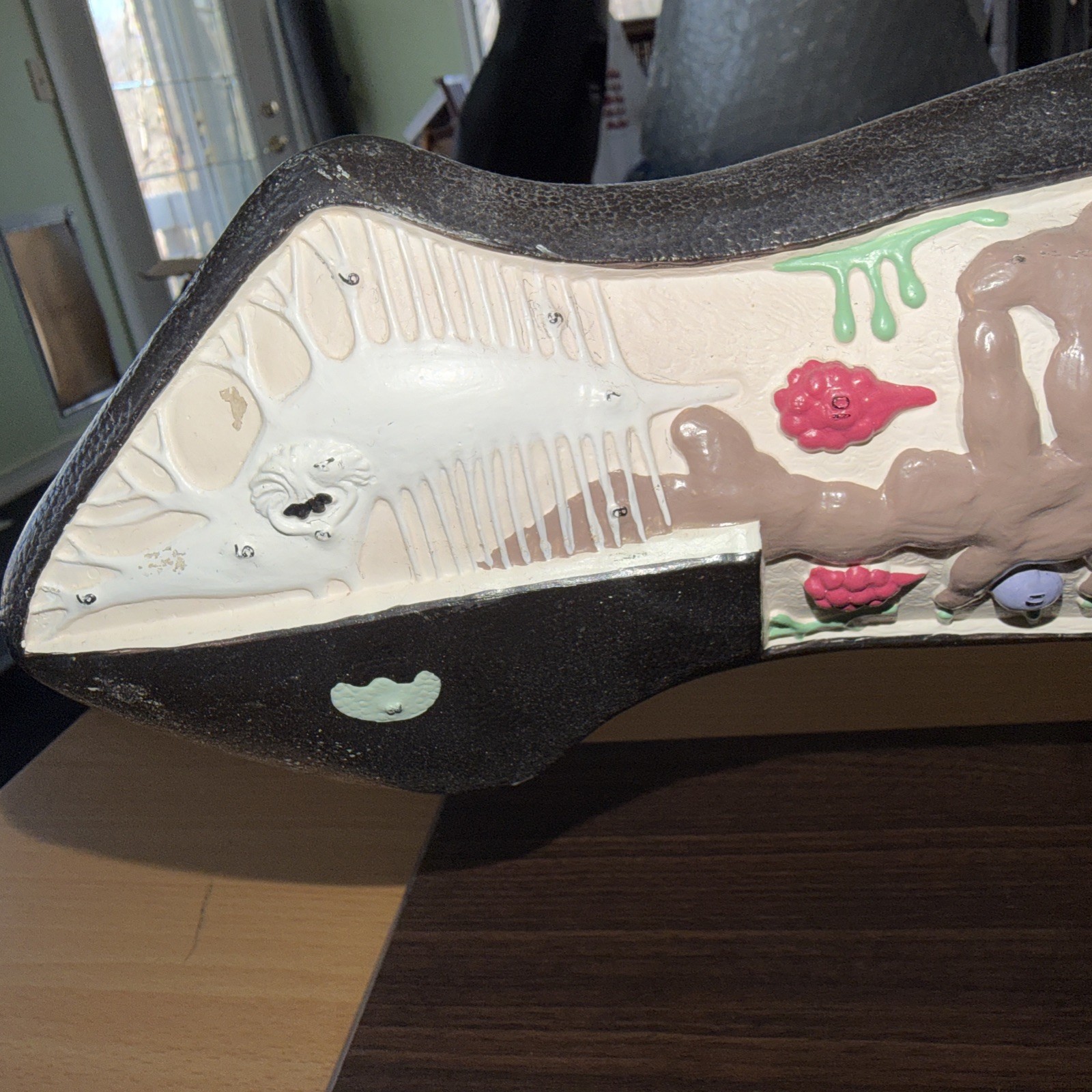Anatomical Model Planarian Flatworm Bobbitt Laboratories