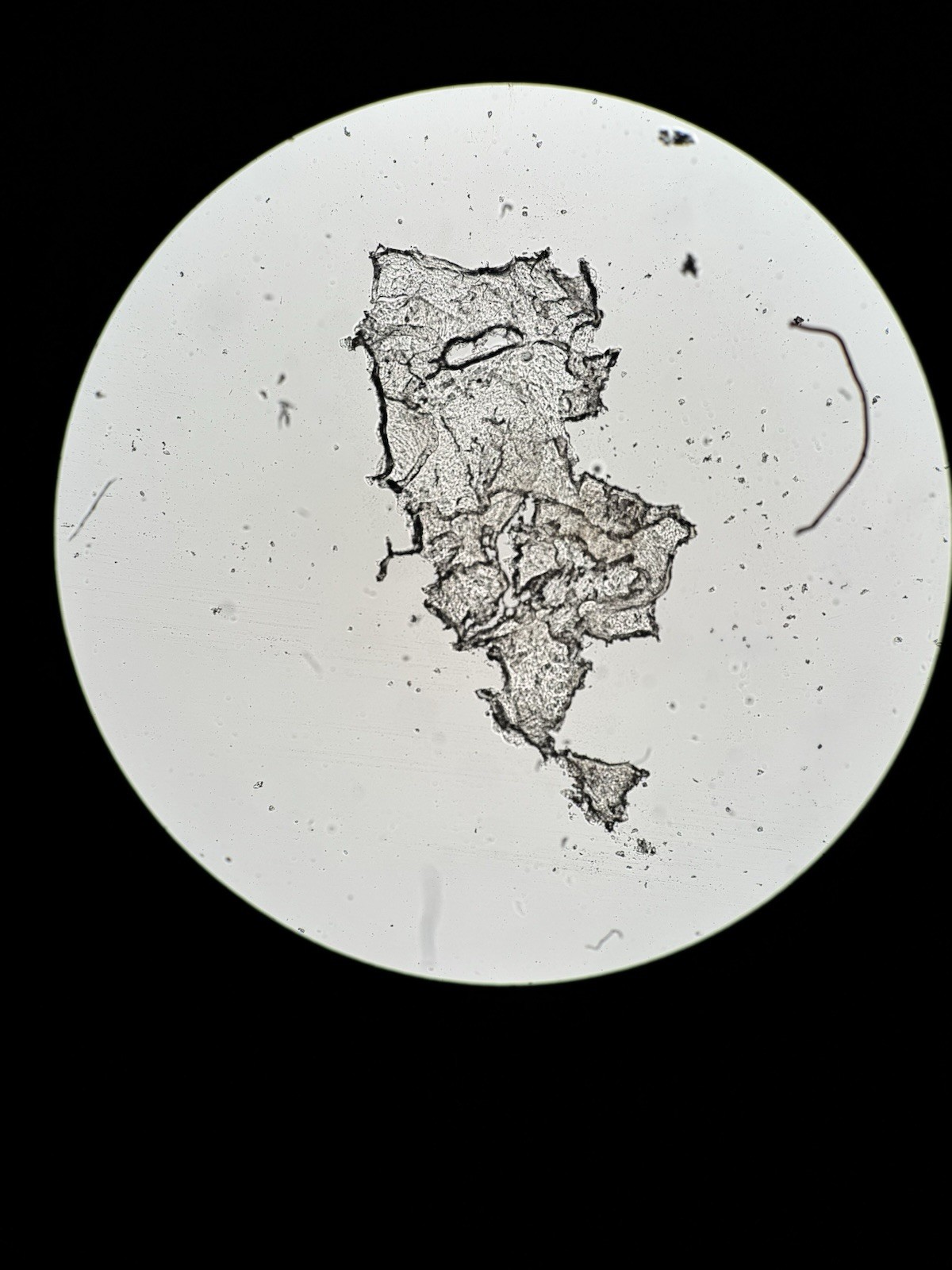 Olympus UPlanSApo 4x/0.16 ∞/- Microscope Objective Lens UIS2 -Read