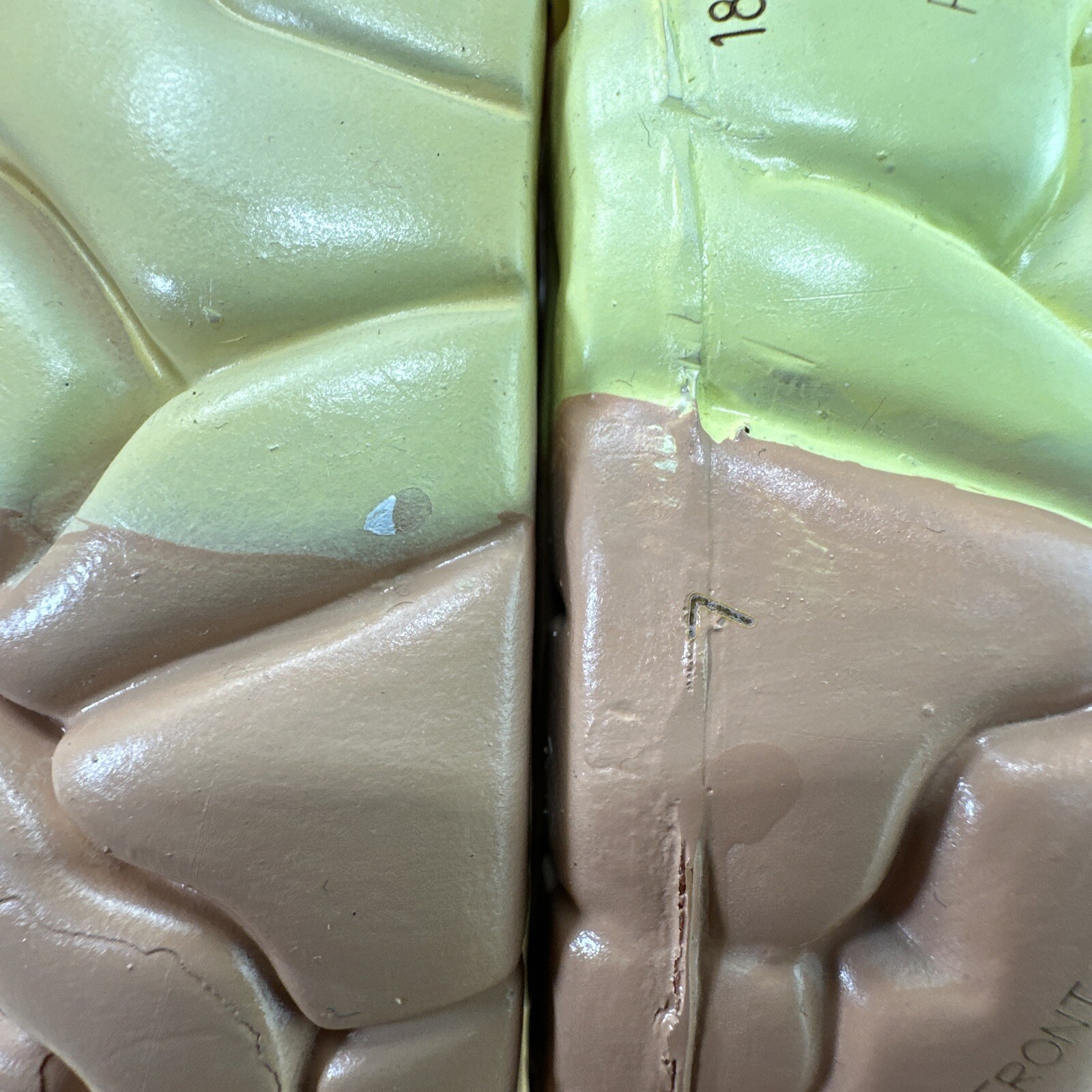 Human Brain Model with Laser-Engraved Numbers and Labeling | Includes Case/Stand