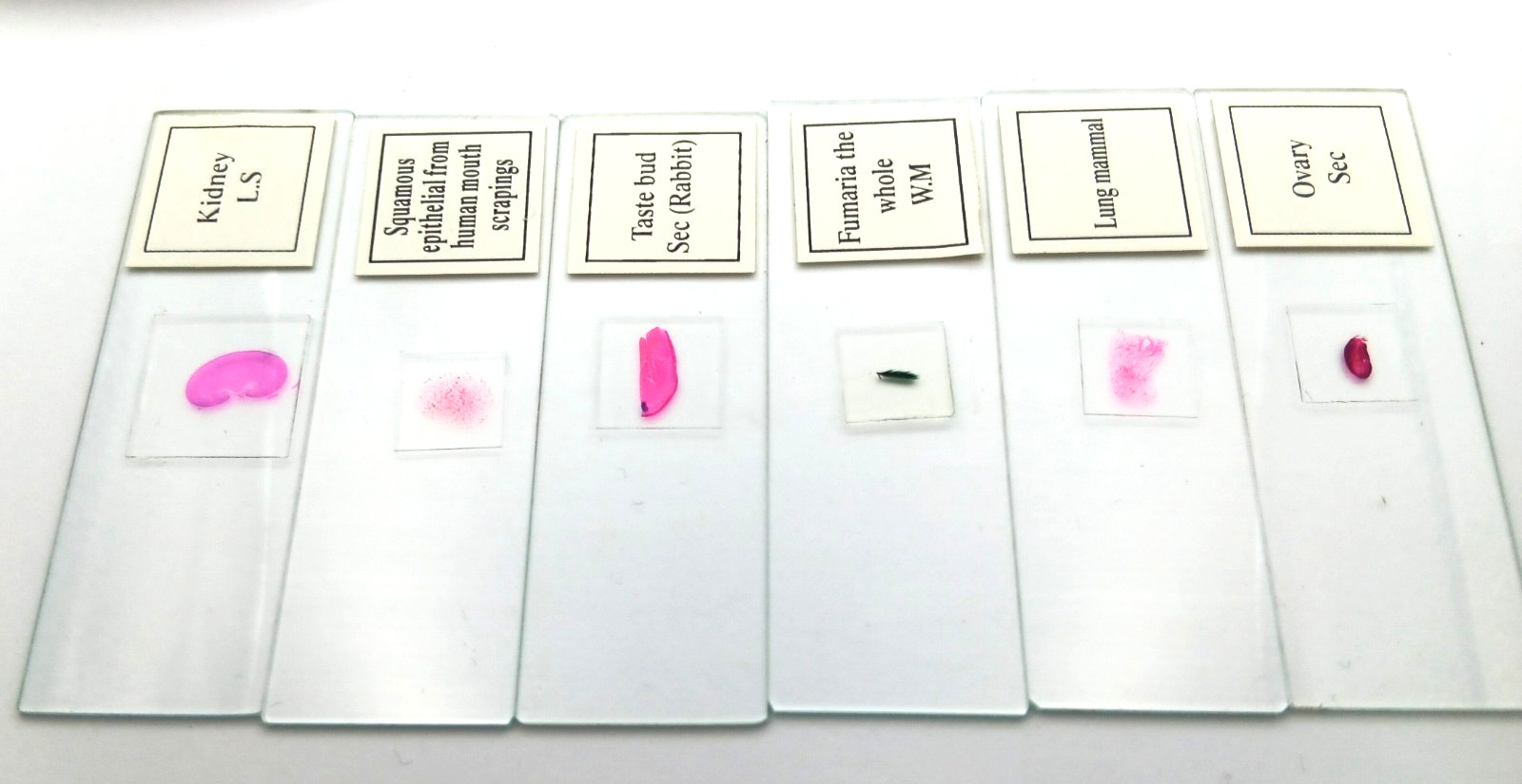 Histological Microscope Slide Preparations (100) - Zoological and Botanical