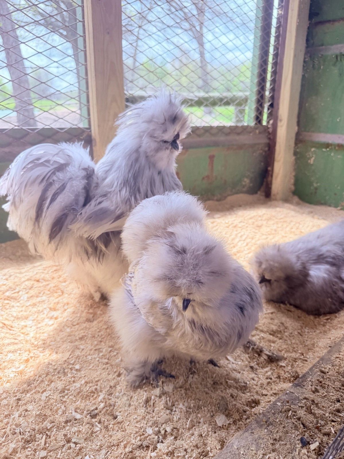 12+ Splash Silkie Hatching Eggs