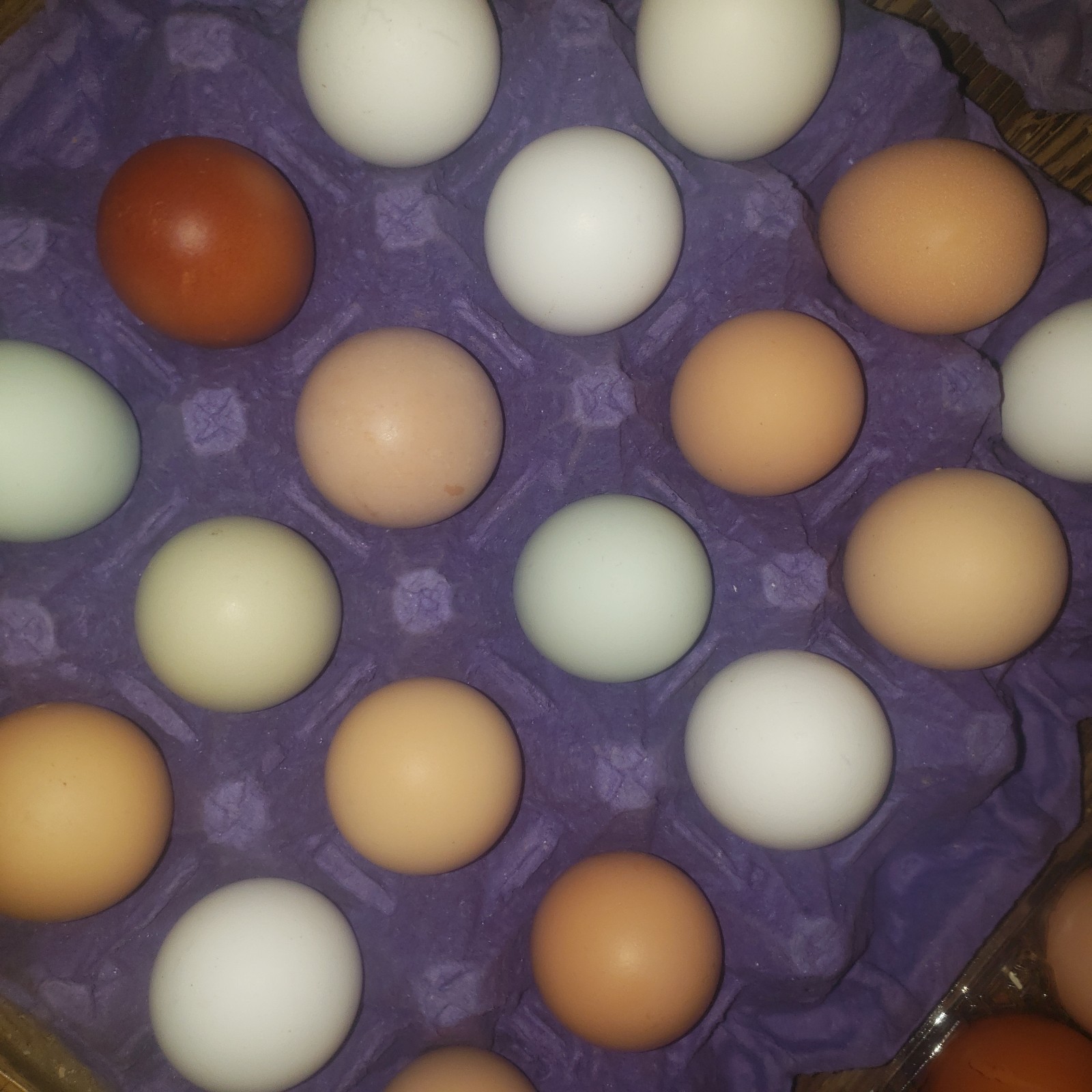 12 Rainbow Chicken Hatching Eggs Free Ranch Happy Chicken