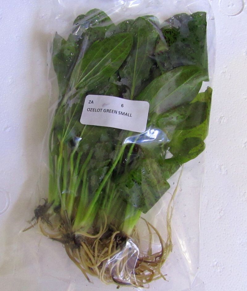 6 medium ozelot green sword plants