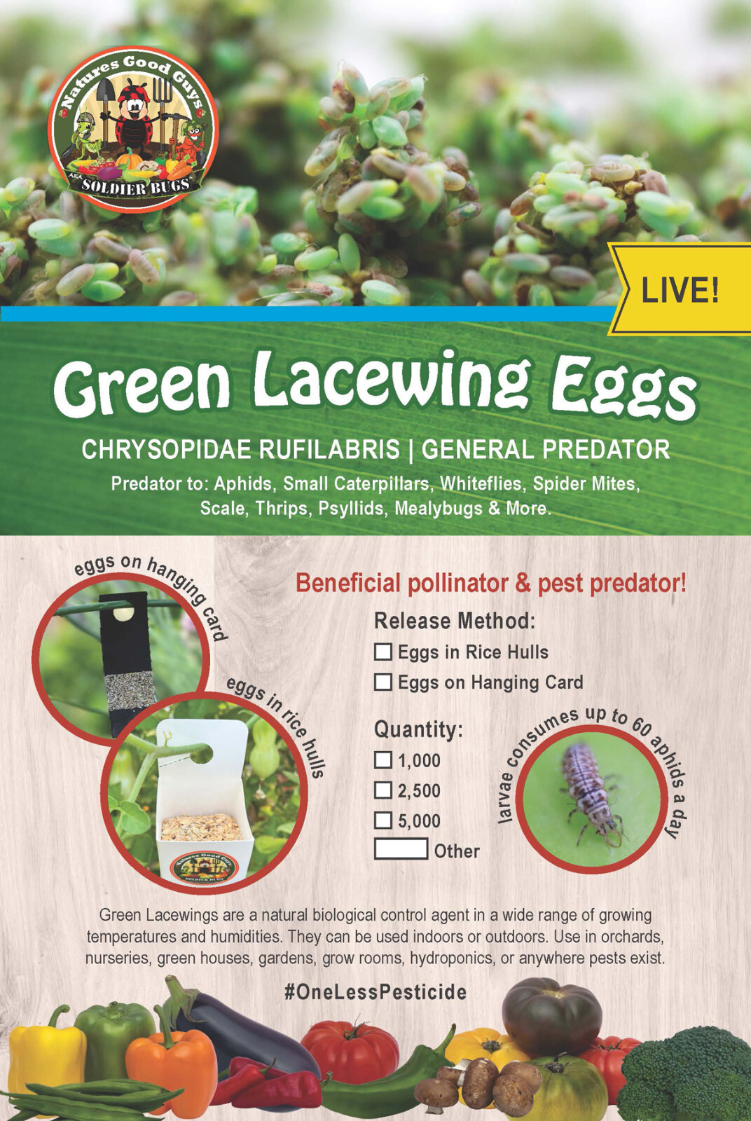 Green Lacewing Eggs in Rice Hulls - 1000 Count - Aphid Exterminator