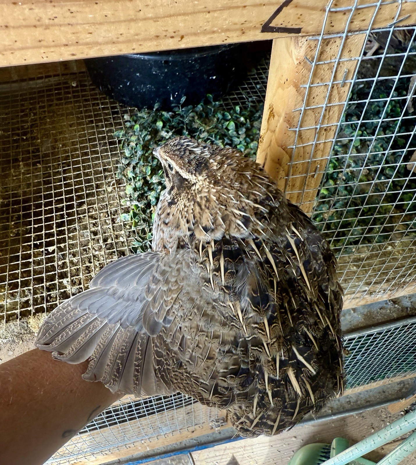 30 Rare Colors -Jumbo Coturnix Quail hatching eggs