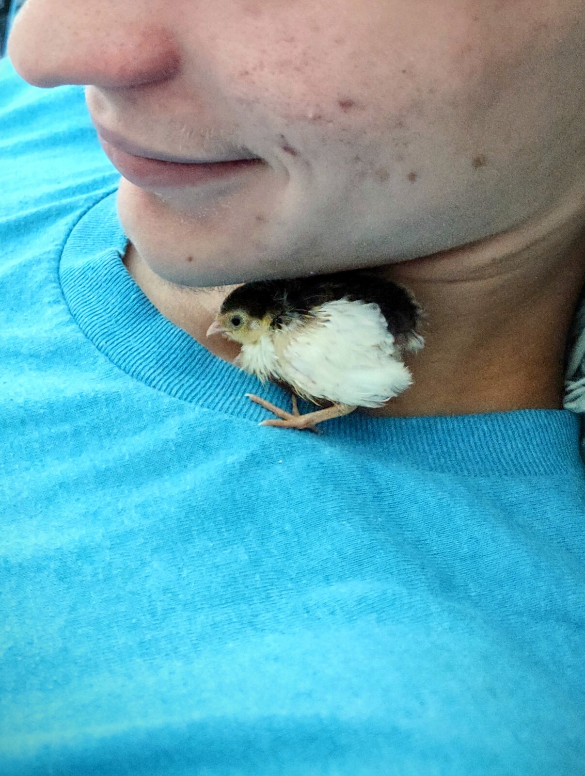 12 Fresh Organically Raised Button Quail Fertile Hatching Eggs Shipped Securely