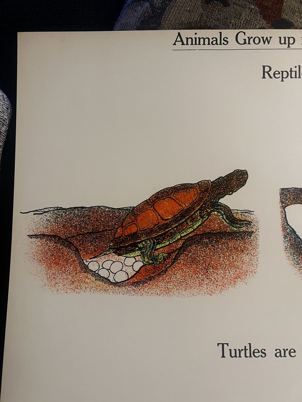 VINTAGE A.J. Nystrom Elementary science chart Animals & growth #2 chart 24 x18.5