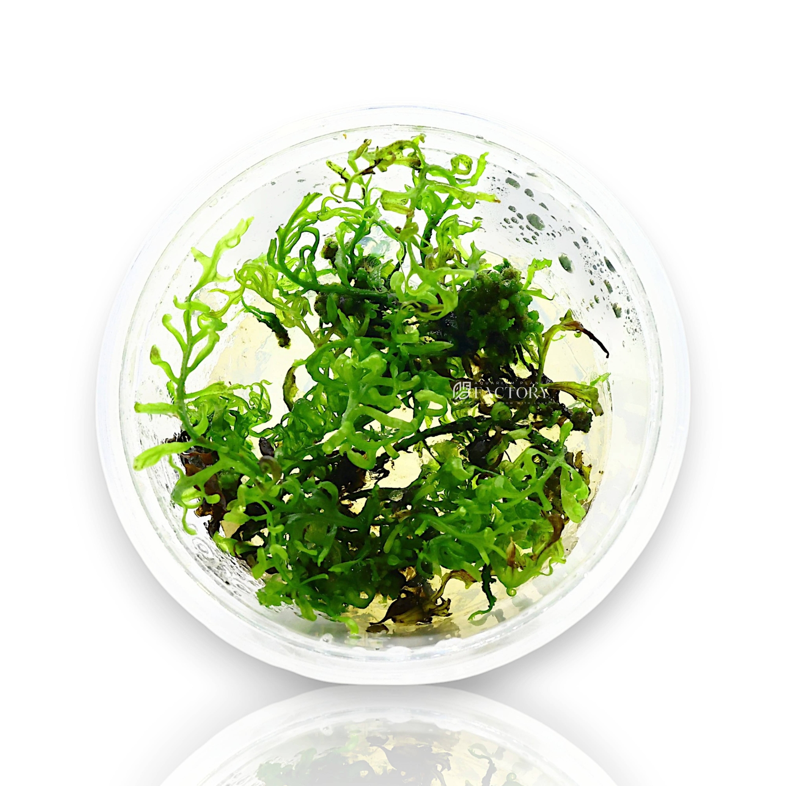 Bolbitis Heudelotii Tissue Culture | Aquarium Plants Factory®