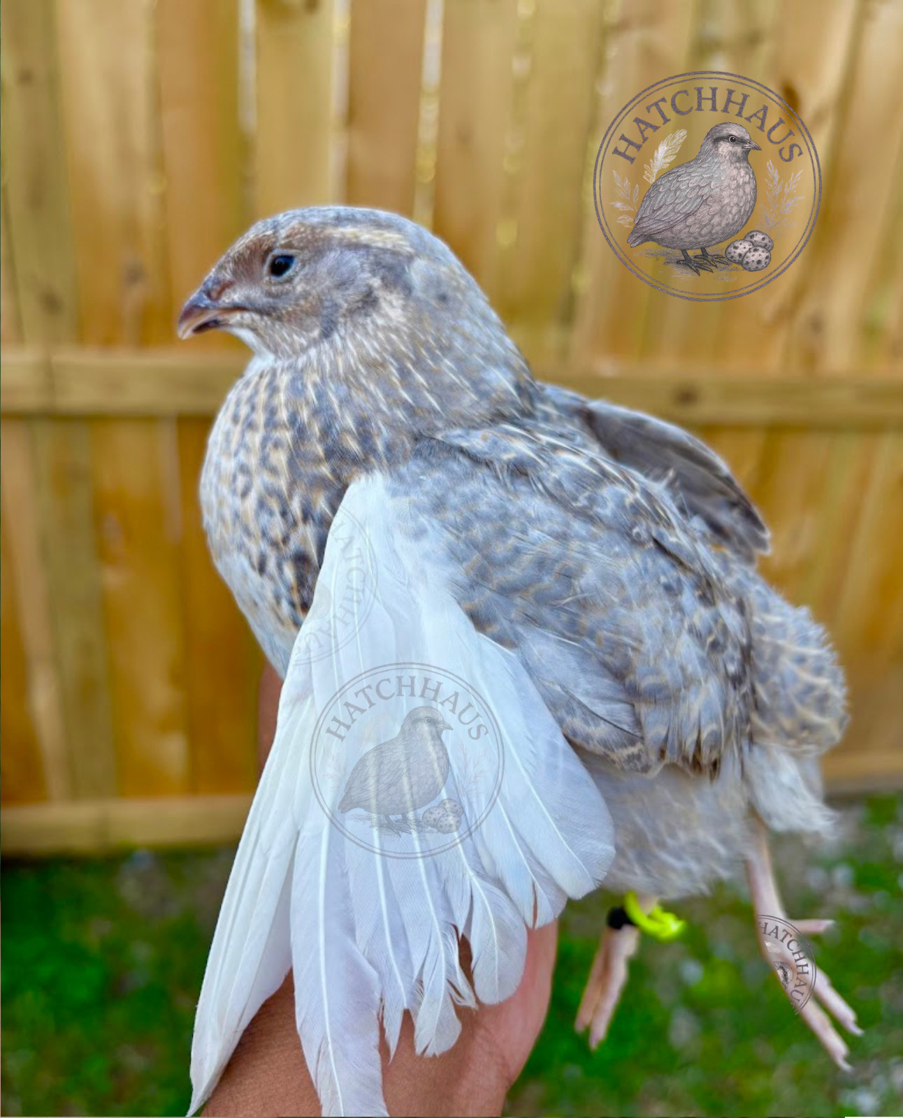 30+ RAINBOW RARE COLORS Coturnix Quail Hatching Eggs FREE SHIPPING