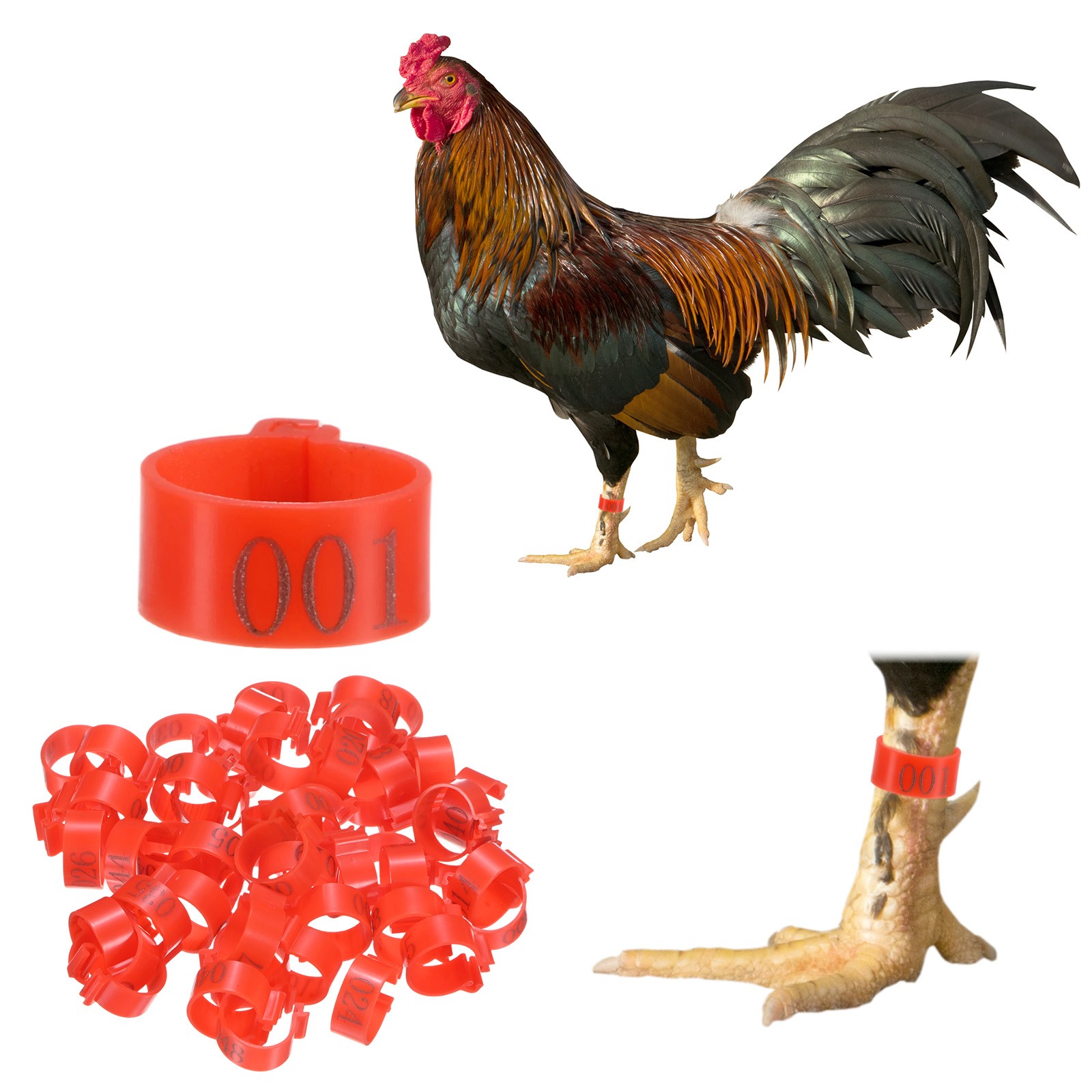 50-Pack Chickens Leg Bands, 16 mm Plastic Chicken Leg Rings [Red]