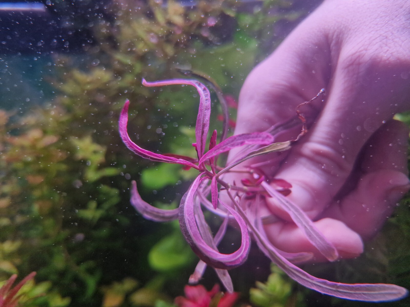 Hygrophila Chai Rare 1 Stems Plant Aquarium 15cm Submerged Form No Vitro