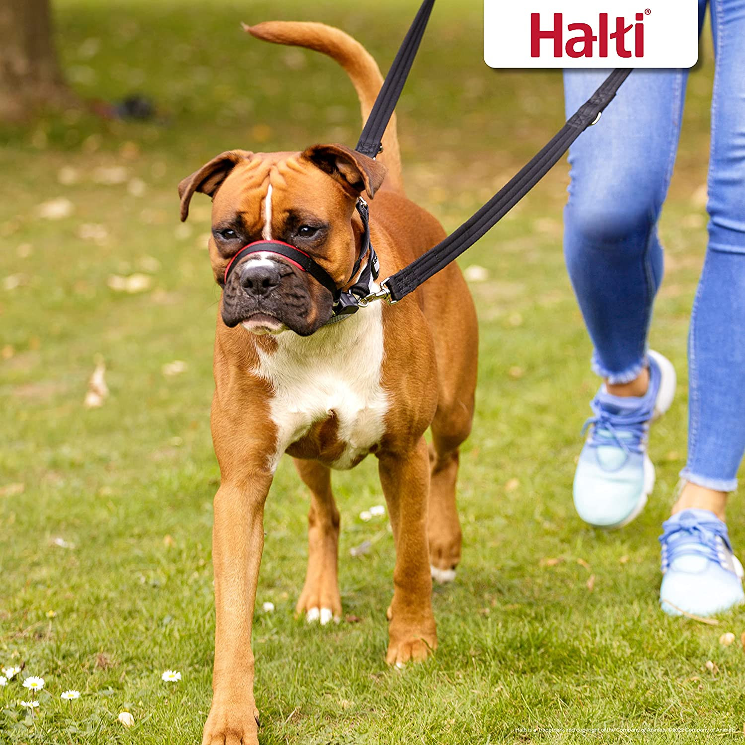 Halti Optifit Headcollar Size Medium & Training Leash Size Large, Black Combinat