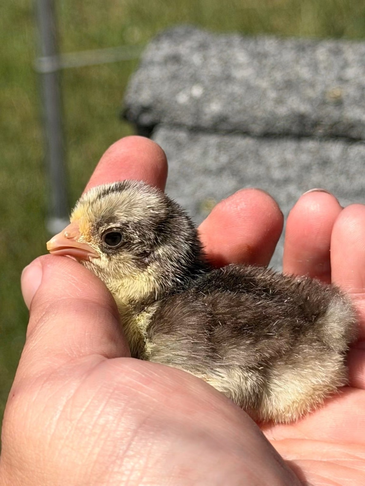 5+ Fertile chocolate serama hatching eggs
