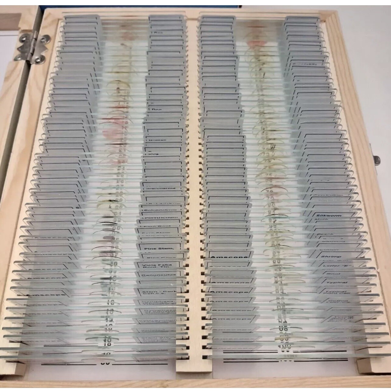 AmScope PS100A 100 Homeschool Biology Prepared Microscope Slides - Set A
