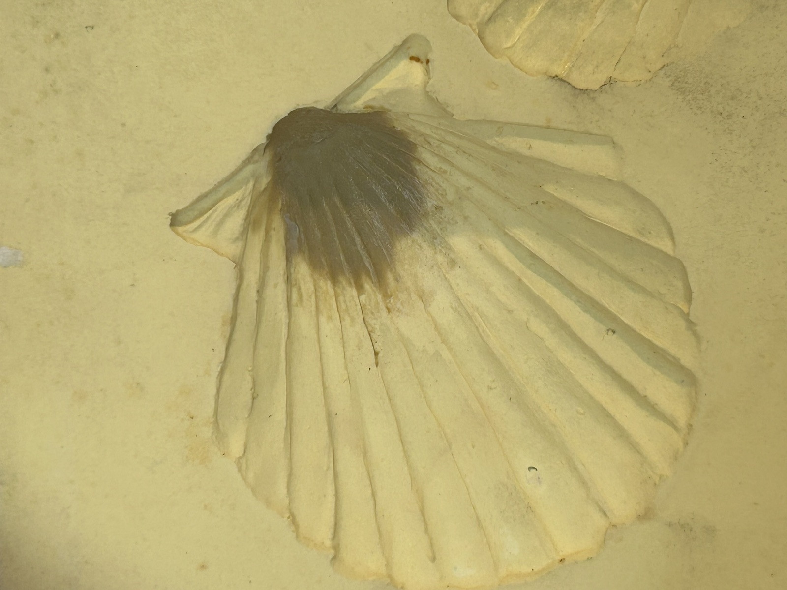 Shell Paper Casting Mold, Air dry clay and clay mold #189