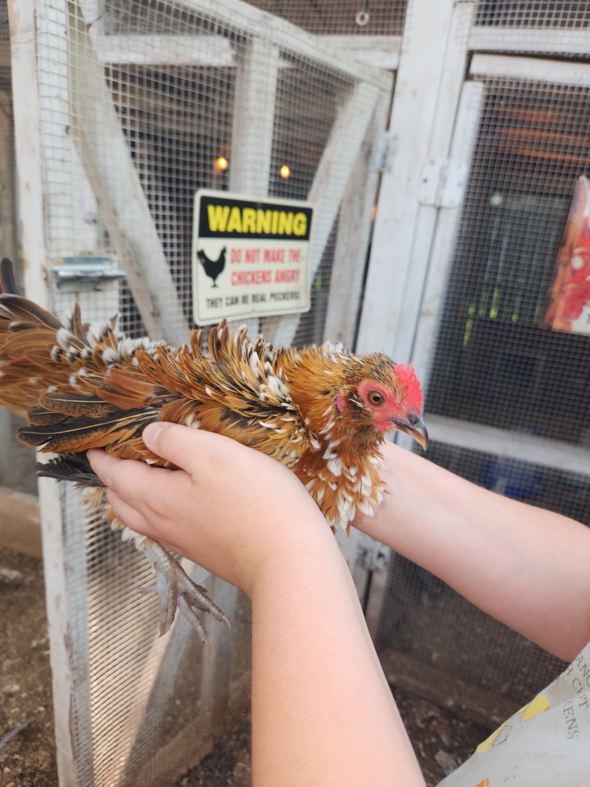 10++ Fertile Show Quality Serama Chicken Hatching Eggs