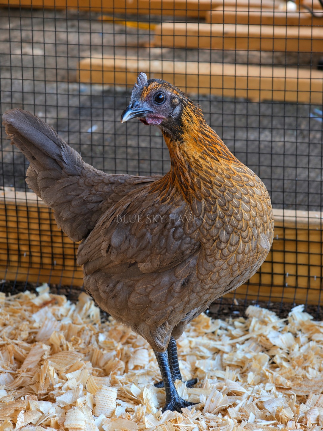 🔥RARE 12+ Hmong Hatching Eggs🔥 Original Laos Import - Pure Lines -