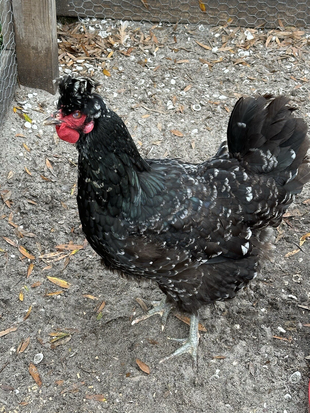 15+ Rare Sanjak Longcrower Chicken Hatching Eggs Large Breed 🎶 Unique Crow 🎶